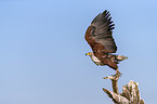 flying African Fish Eagle