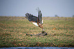 flying African Fish Eagle