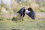 flying African Fish Eagle