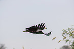 flying African Fish Eagle