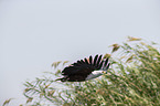 flying African Fish Eagle