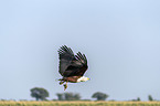 flying African Fish Eagle