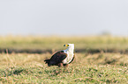 standing African Fish Eagle