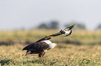 standing African Fish Eagle