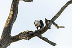 sitting African Fish Eagle