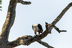 sitting African Fish Eagle