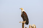 sitting African Fish Eagle