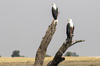 African Fish Eagle