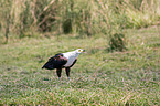 standing African Fish Eagle