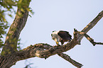 sitting African Fish Eagle
