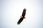 african fish eagle