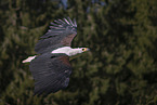 African fish eagle