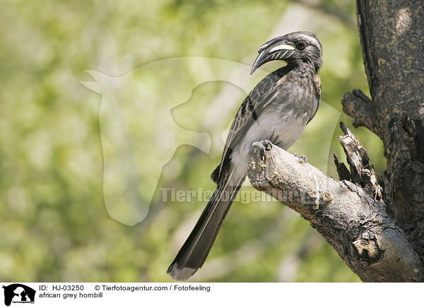 african grey hornbill / HJ-03250
