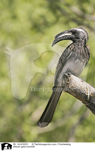 african grey hornbill / HJ-03251