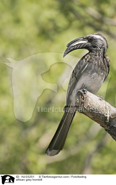 Grautoko / african grey hornbill / HJ-03251