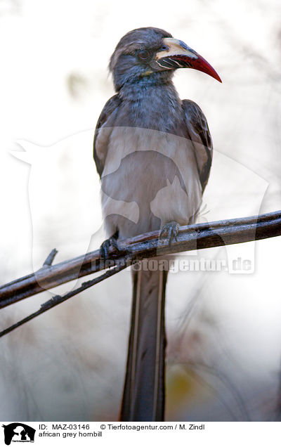 Grautoko / african grey hornbill / MAZ-03146