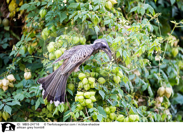 african grey hornbill / MBS-24716