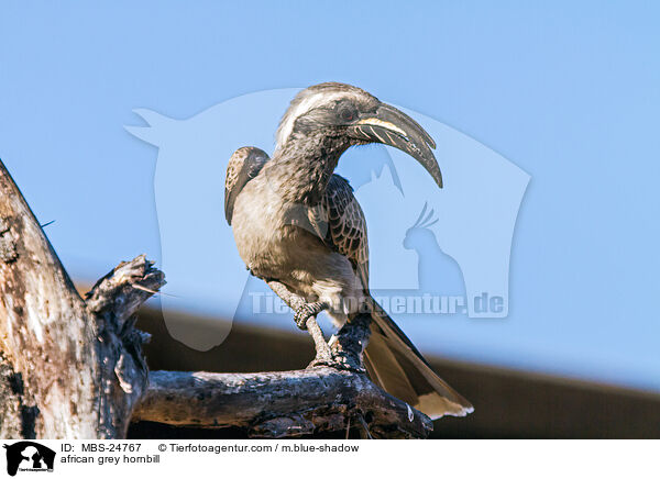 african grey hornbill / MBS-24767