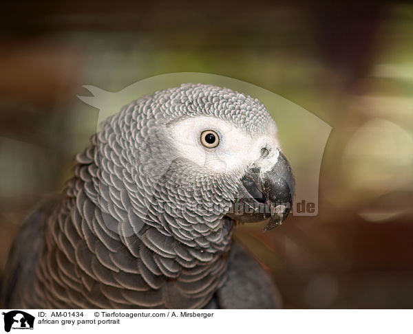 Kongo-Graupapagei Portrait / african grey parrot portrait / AM-01434