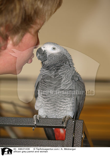 Kongo-Graupapagei und Frau / african grey parrot and woman / AM-01436