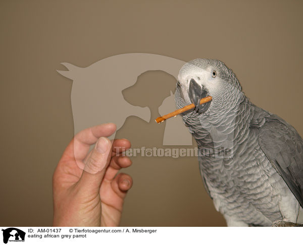 eating african grey parrot / AM-01437