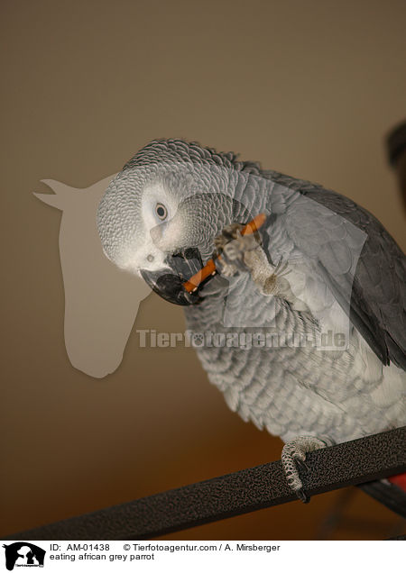 fressender Kongo-Graupapagei / eating african grey parrot / AM-01438
