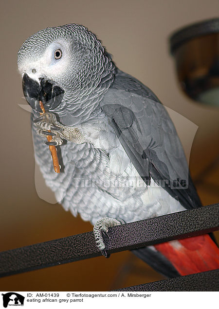 fressender Kongo-Graupapagei / eating african grey parrot / AM-01439