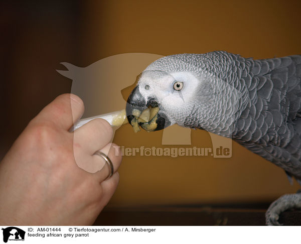 Kongo-Graupapagei wird gefttert / feeding african grey parrot / AM-01444
