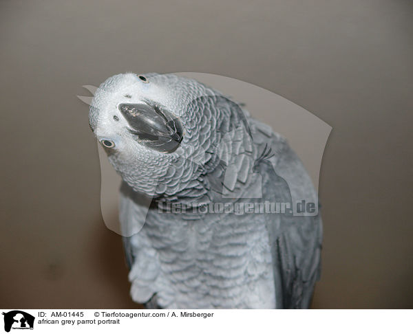 african grey parrot portrait / AM-01445