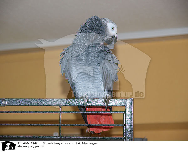 Kongo-Graupapagei / african grey parrot / AM-01446