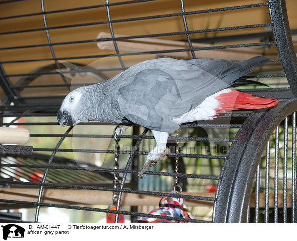 Kongo-Graupapagei / african grey parrot / AM-01447