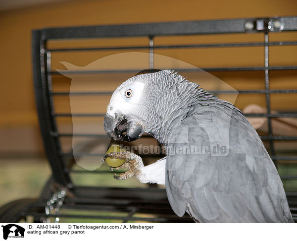 fressender Kongo-Graupapagei / eating african grey parrot / AM-01448