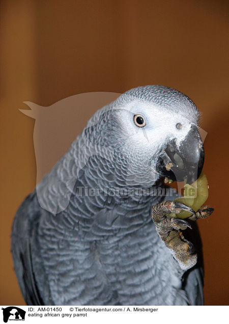 fressender Kongo-Graupapagei / eating african grey parrot / AM-01450