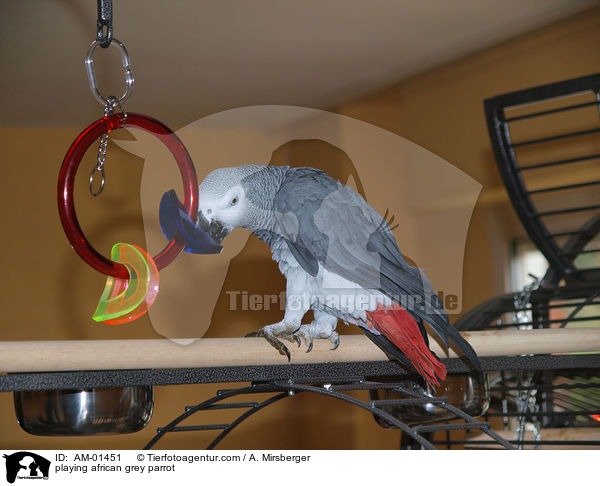 spielender Kongo-Graupapagei / playing african grey parrot / AM-01451