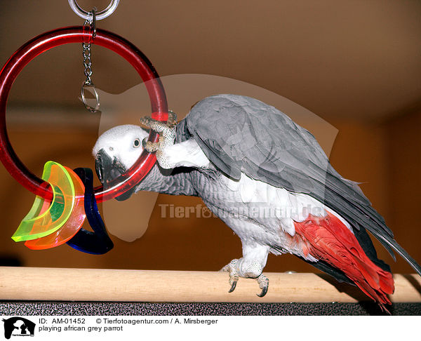 spielender Kongo-Graupapagei / playing african grey parrot / AM-01452