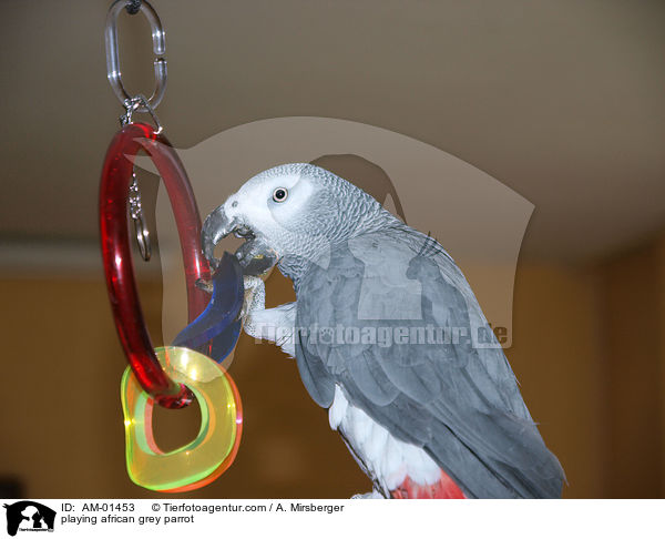 spielender Kongo-Graupapagei / playing african grey parrot / AM-01453