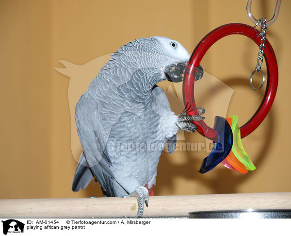 playing african grey parrot / AM-01454