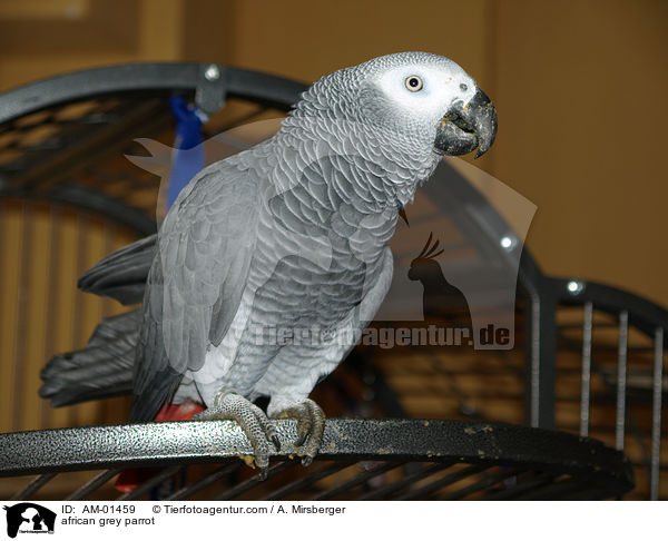 african grey parrot / AM-01459