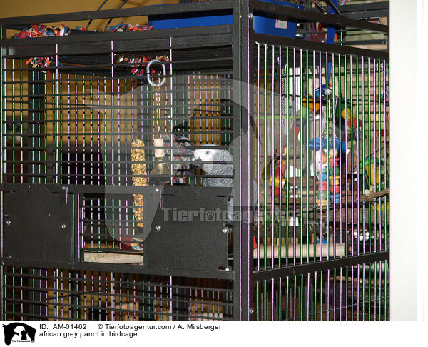 african grey parrot in birdcage / AM-01462