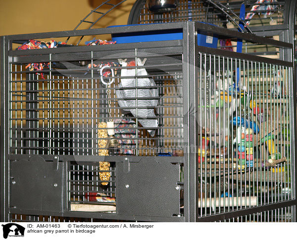 Kongo-Graupapagei im Kfig / african grey parrot in birdcage / AM-01463