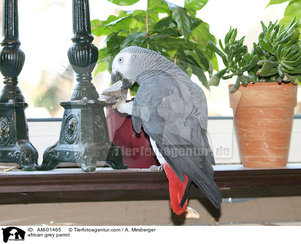african grey parrot / AM-01465
