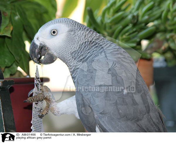 spielender Kongo-Graupapagei / playing african grey parrot / AM-01466