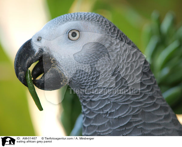 eating african grey parrot / AM-01467