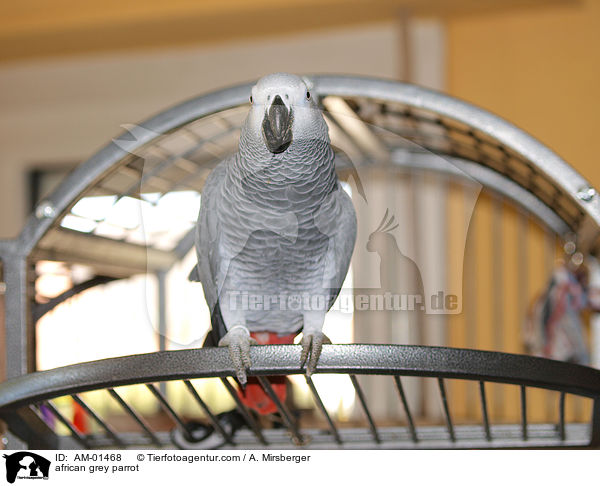 Kongo-Graupapagei / african grey parrot / AM-01468