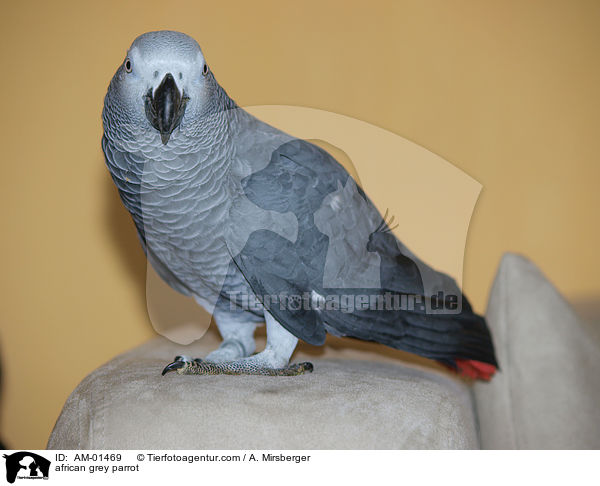 african grey parrot / AM-01469