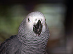 african grey parrot portrait