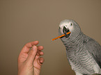 eating african grey parrot