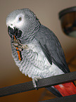 eating african grey parrot