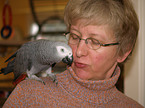 african grey parrot and woman