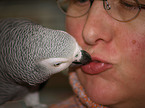 african grey parrot and woman